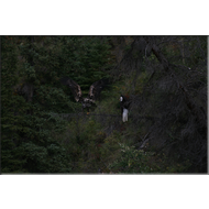 ein Steinadler und ein Weisskopfseeadler auf dem selben Ast am Fluss Yukon