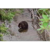 Biber im Yukon Territory