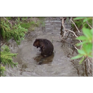 Biber im Yukon Territory