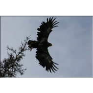 Steinadler am Fluss Yukon