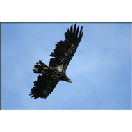 Steinadler am Fluss Yukon