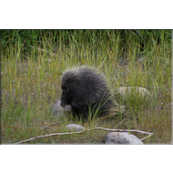 Stachelschwein am Fluss Yukon