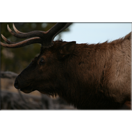 Hirsch im Yellowstone Nationalpark