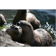 neugierige Flussotter im Teton Nationalpark