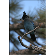 der Steller's Jay im Bryce Canyon