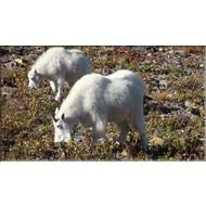 Schneeziegen (Mountain Goat) im Glacier Nationalpark