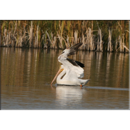 Pelican im Missouri River