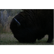 Bison im Yellowstone Nationalpark