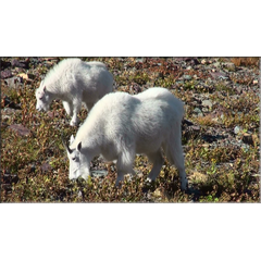 Schneeziegen (Mountain Goat)