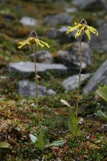 Lessing's Arnica