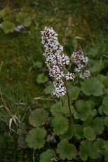 Brook Saxifrage